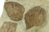 Plate with Four Fossil Leaves (Cissites) - Montana #270961-3